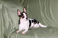 Connor- AKC smoothcoat, a male Chihuahua for sale in Abingdon, VA – 8 of 10