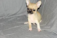 Parker- AKC Smoothcoat M, a male Chihuahua for sale in Abingdon, VA – 5 of 9
