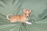 Berry-AKC Smoothcoat M, a male Chihuahua for sale in Abingdon, VA – 4 of 7