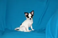 Carla-AKC Longcoat, a female Chihuahua for sale in Abingdon, VA – 2 of 9