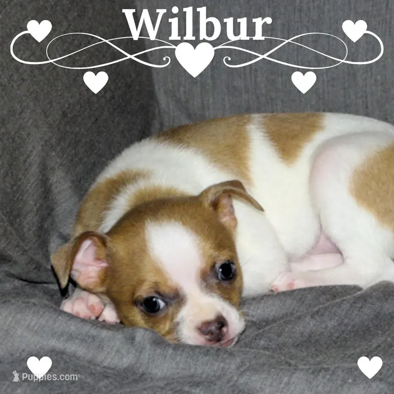 Wilbur-AKC Smoothcoat M – Chihuahua puppy for sale in Abingdon, VA