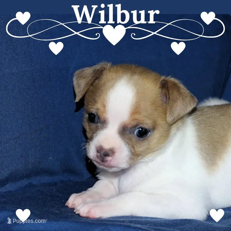Wilbur-AKC Smoothcoat M – Chihuahua puppy for sale in Abingdon, VA