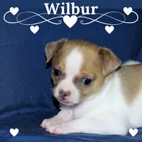 Wilbur-AKC Smoothcoat M, a male Chihuahua for sale in Abingdon, VA – Photo 1 of 7