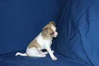 Wilbur-AKC Smoothcoat M, a male Chihuahua for sale in Abingdon, VA – Photo 4 of 7