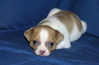 Wilbur-AKC Smoothcoat M, a male Chihuahua for sale in Abingdon, VA – Photo 6 of 7