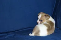 Wilbur-AKC Smoothcoat M, a male Chihuahua for sale in Abingdon, VA – Photo 3 of 7