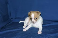Wilbur-AKC Smoothcoat M, a male Chihuahua for sale in Abingdon, VA – Photo 2 of 7