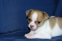 Wilbur-AKC Smoothcoat M, a male Chihuahua for sale in Abingdon, VA – Photo 7 of 7