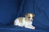 Wilbur-AKC Smoothcoat M, a male Chihuahua for sale in Abingdon, VA – Photo 5 of 7