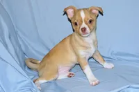 Berry-AKC Smoothcoat M, a male Chihuahua for sale in Abingdon, VA – 5 of 9