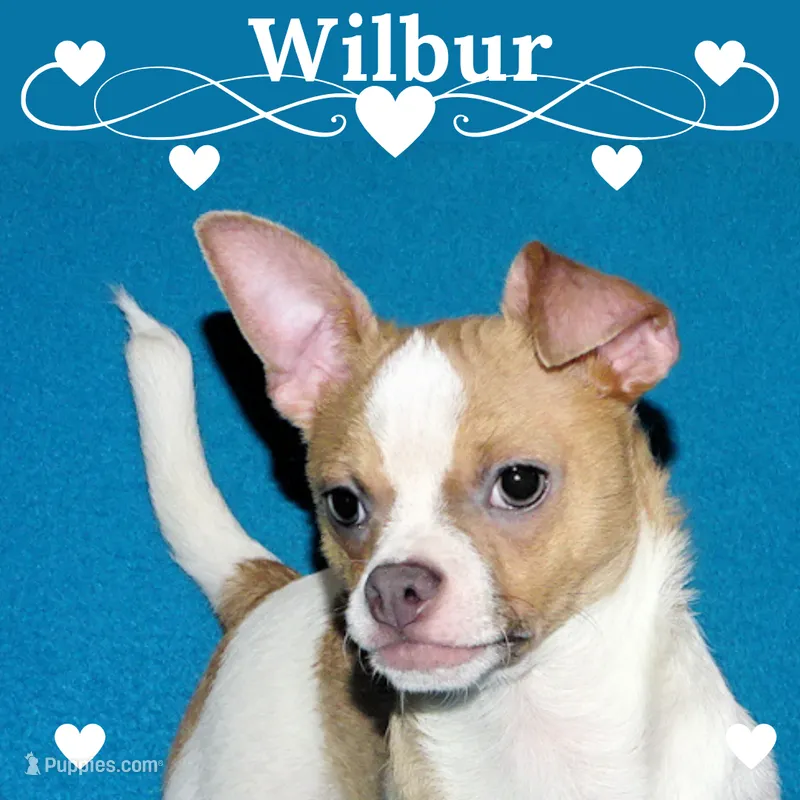 Wilbur-AKC Smoothcoat M – Chihuahua puppy for sale in Abingdon, VA