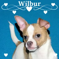 Wilbur-AKC Smoothcoat M, a male Chihuahua for sale in Abingdon, VA – 1 of 10