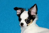 Carla-AKC Longcoat, a female Chihuahua for sale in Abingdon, VA – 3 of 9