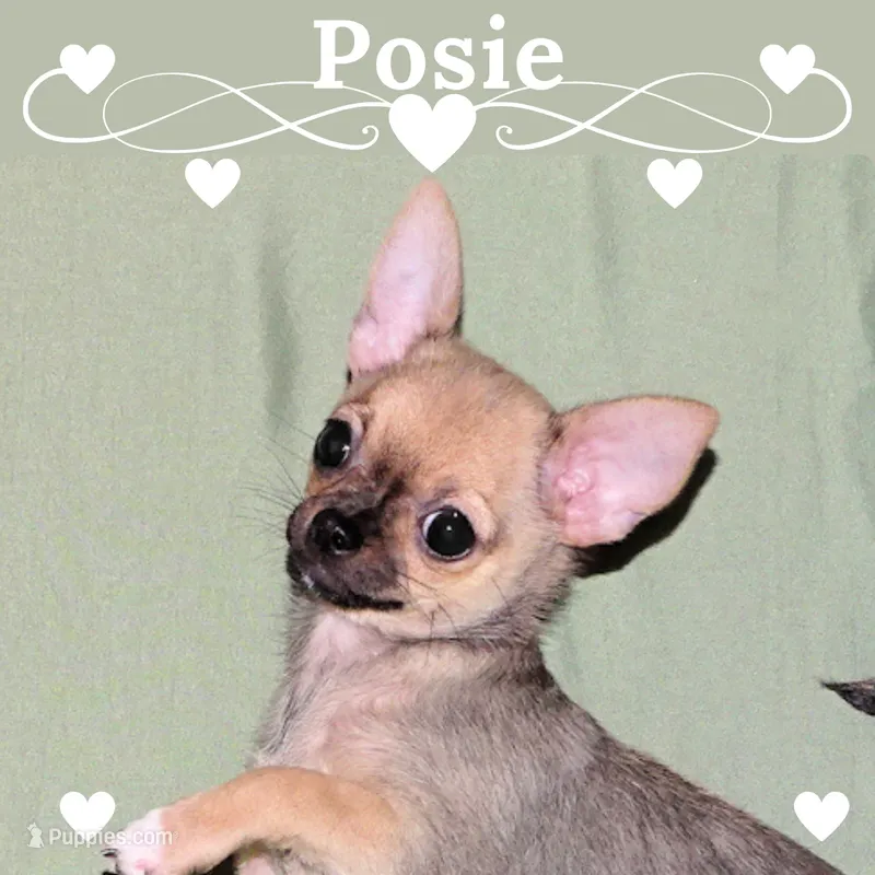 Posie-AKC Smoothcoat Female – Chihuahua puppy for sale in Abingdon, VA