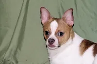 Wilbur-AKC Smoothcoat M, a male Chihuahua for sale in Abingdon, VA – 7 of 10