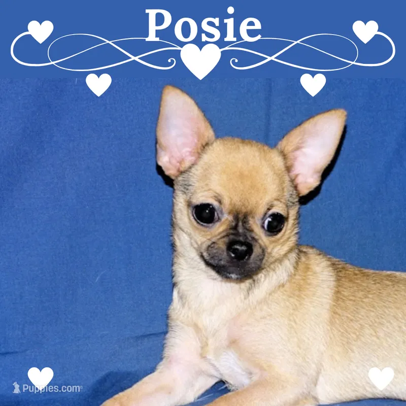 Posie-AKC Smoothcoat Female – Chihuahua puppy for sale in Abingdon, VA