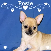 Posie-AKC Smoothcoat Female, a female Chihuahua for sale in Abingdon, VA – 1 of 10