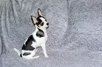 Connor- AKC smoothcoat, a male Chihuahua for sale in Abingdon, VA – 2 of 10