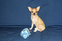 Lucky- AKC Smoothcoat Male, a male Chihuahua for sale in Abingdon, VA – 2 of 10