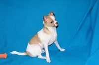 Wilbur-AKC Smoothcoat M, a male Chihuahua for sale in Abingdon, VA – 7 of 10