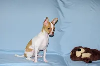 Wyatt- AKC Smoothcoat M, a male Chihuahua for sale in Abingdon, VA – 2 of 9