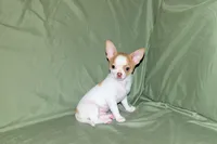 Marshmallow-AKC Smoothcoat M, a male Chihuahua for sale in Abingdon, VA – 5 of 9