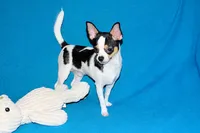 Connor- AKC smoothcoat, a male Chihuahua for sale in Abingdon, VA – 2 of 10