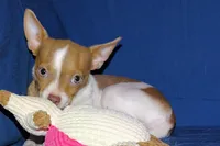 Caroline- AKC Smoothcoat F, a female Chihuahua for sale in Abingdon, VA – 2 of 9