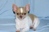 Devin- AKC smoothcoat Male, a male Chihuahua for sale in Abingdon, VA – 10 of 10