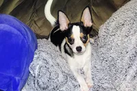 Connor- AKC smoothcoat, a male Chihuahua for sale in Abingdon, VA – 3 of 10