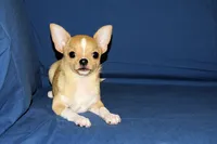 Lucky- AKC Smoothcoat Male, a male Chihuahua for sale in Abingdon, VA – 10 of 10