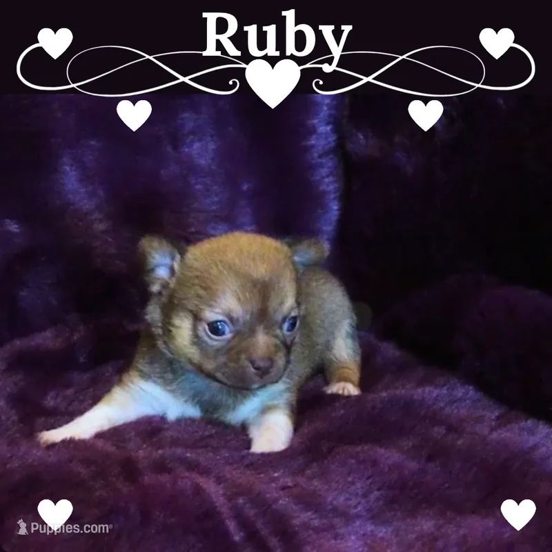 Ruby- Chocolate Sabled Fawn Smoothcoat Female, a female Chihuahua for sale in Abingdon, VA – 1 of 7