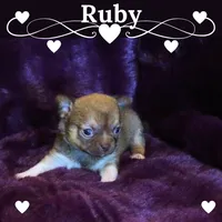 Ruby- Chocolate Sabled Fawn Smoothcoat Female, a female Chihuahua for sale in Abingdon, VA – 1 of 7