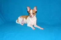 Wyatt- AKC Smoothcoat M, a male Chihuahua for sale in Abingdon, VA – 4 of 9