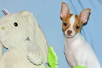 Wyatt- AKC Smoothcoat M, a male Chihuahua for sale in Abingdon, VA – 6 of 9