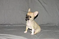 Parker- AKC Smoothcoat M, a male Chihuahua for sale in Abingdon, VA – 4 of 9
