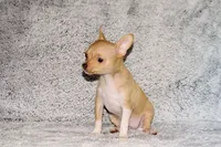 Willow-AKC (spoken for), a female Chihuahua for sale in Abingdon, VA – 3 of 9