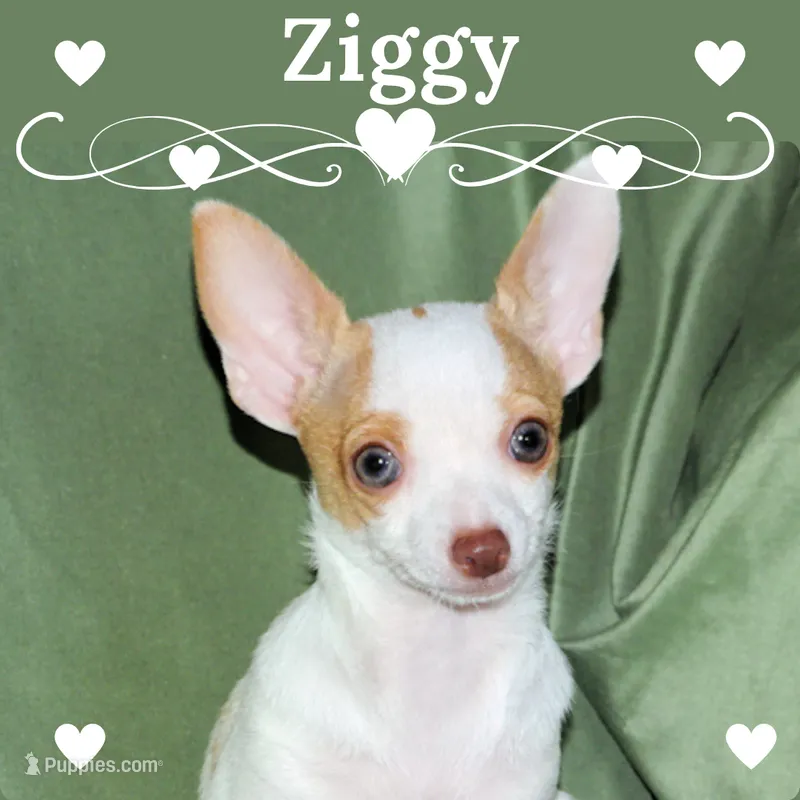 Ziggy-AKC Smoothcoat M – Chihuahua puppy for sale in Abingdon, VA