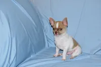 Devin- AKC smoothcoat Male, a male Chihuahua for sale in Abingdon, VA – 3 of 10