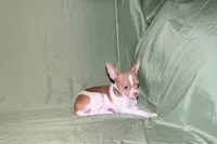 Caroline- AKC Smoothcoat F, a female Chihuahua for sale in Abingdon, VA – 8 of 8