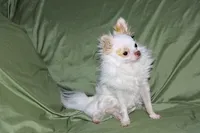 Mr. Mouse- AKC longcoat, a male Chihuahua for sale in Abingdon, VA – 2 of 8