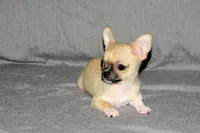 Parker- AKC Smoothcoat M, a male Chihuahua for sale in Abingdon, VA – 7 of 9