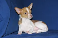 Caroline- AKC Smoothcoat F, a female Chihuahua for sale in Abingdon, VA – 4 of 9