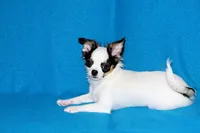 Carla-AKC Longcoat, a female Chihuahua for sale in Abingdon, VA – 9 of 9