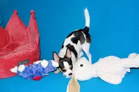 Connor- AKC smoothcoat, a male Chihuahua for sale in Abingdon, VA – 7 of 10