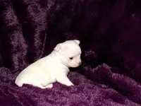 Max- AKC Smoothcoat Male, a male Chihuahua for sale in Abingdon, VA – 7 of 7