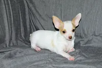 Ziggy-AKC Smoothcoat M, a male Chihuahua for sale in Abingdon, VA – 5 of 9