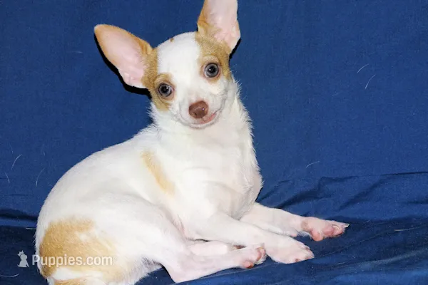 Ziggy-AKC Smoothcoat M – Chihuahua puppy for sale in Abingdon, VA
