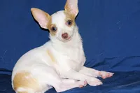 Ziggy-AKC Smoothcoat M, a male Chihuahua for sale in Abingdon, VA – 1 of 8