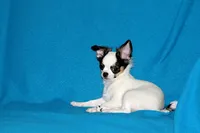 Carla-AKC Longcoat, a female Chihuahua for sale in Abingdon, VA – 4 of 9